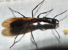 Camponotus mirabilis