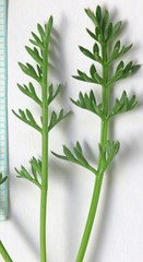 Cymopterus hendersonii