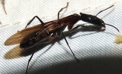Camponotus mirabilis