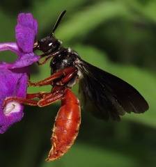 Rhathymus bicolor