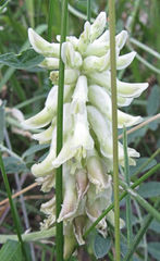 Astragalus canadensis