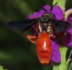 Rhathymus bicolor