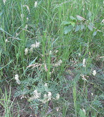 Astragalus canadensis