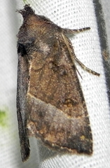 Papaipema nebris