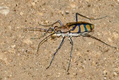 Chaetodera regalis
