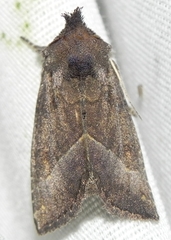 Papaipema nebris