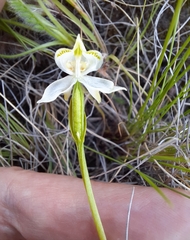 Disperis wealei