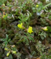 Hippocrepis biflora