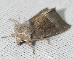 Papaipema nebris
