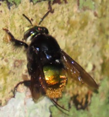 Euglossa intersecta