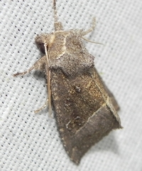 Papaipema nebris