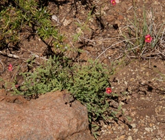 Jamesbrittenia breviflora