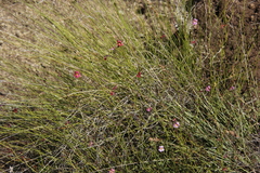 Jamesbrittenia breviflora