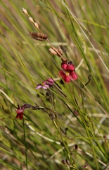 Jamesbrittenia breviflora