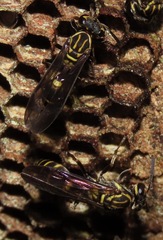 Polybia bistriata
