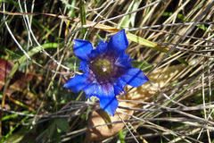 Gentiana septemfida