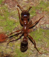 Pseudomyrmex triplarinus