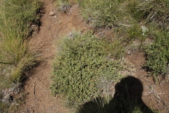 Melolobium microphyllum