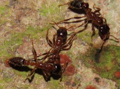 Pseudomyrmex triplarinus