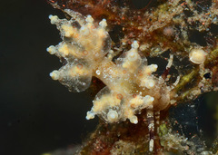 Eubranchus ocellatus
