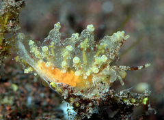 Eubranchus ocellatus