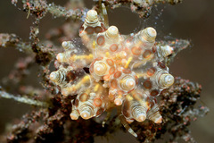 Eubranchus ocellatus