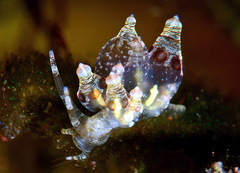 Eubranchus ocellatus