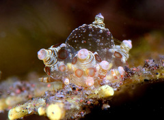 Eubranchus ocellatus