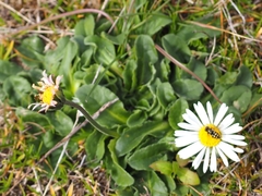 Bellis pappulosa