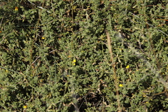 Melolobium microphyllum