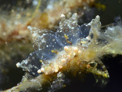 Eubranchus ocellatus