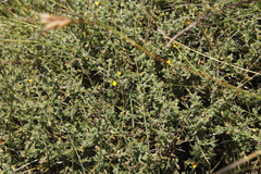 Melolobium microphyllum