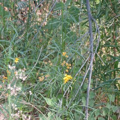 Coreocarpus arizonicus