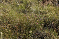 Jamesbrittenia breviflora