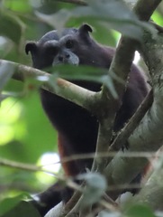 Saguinus fuscicollis