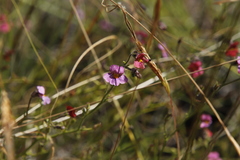Jamesbrittenia breviflora