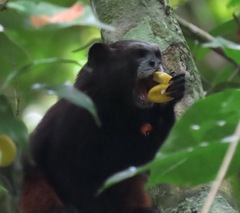 Saguinus fuscicollis