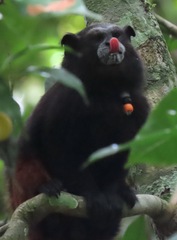 Saguinus fuscicollis