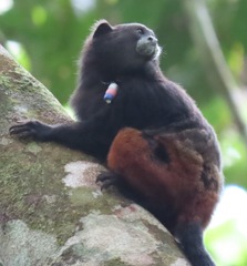 Saguinus fuscicollis