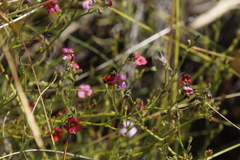 Jamesbrittenia breviflora