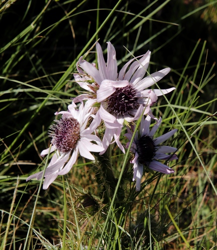 Image of Berkheya purpurea by (c) Tony Rebelo, some rights reserved (CC BY-SA)