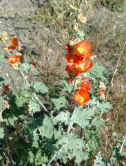 Sphaeralcea munroana