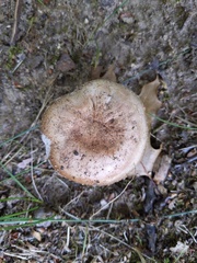 Hypomyces ochraceus