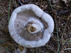 Hypomyces ochraceus