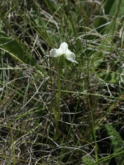 Disperis wealei