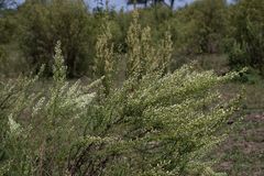 Baccharis coridifolia