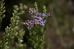 Chromolaena hirsuta