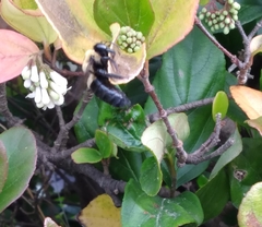 Xylocopa virginica image