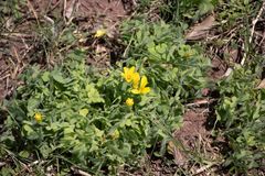 Oxalis