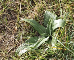Himantoglossum hircinum